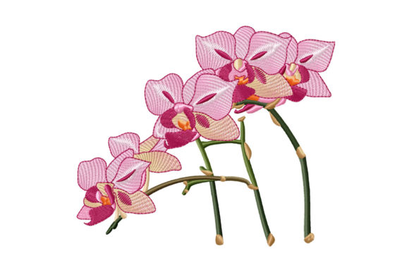 Reviewing the Beautiful Branch of Pink Orchid